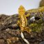 Pagekón riasnatý - XP076 (Correlophus ciliatus, samička)