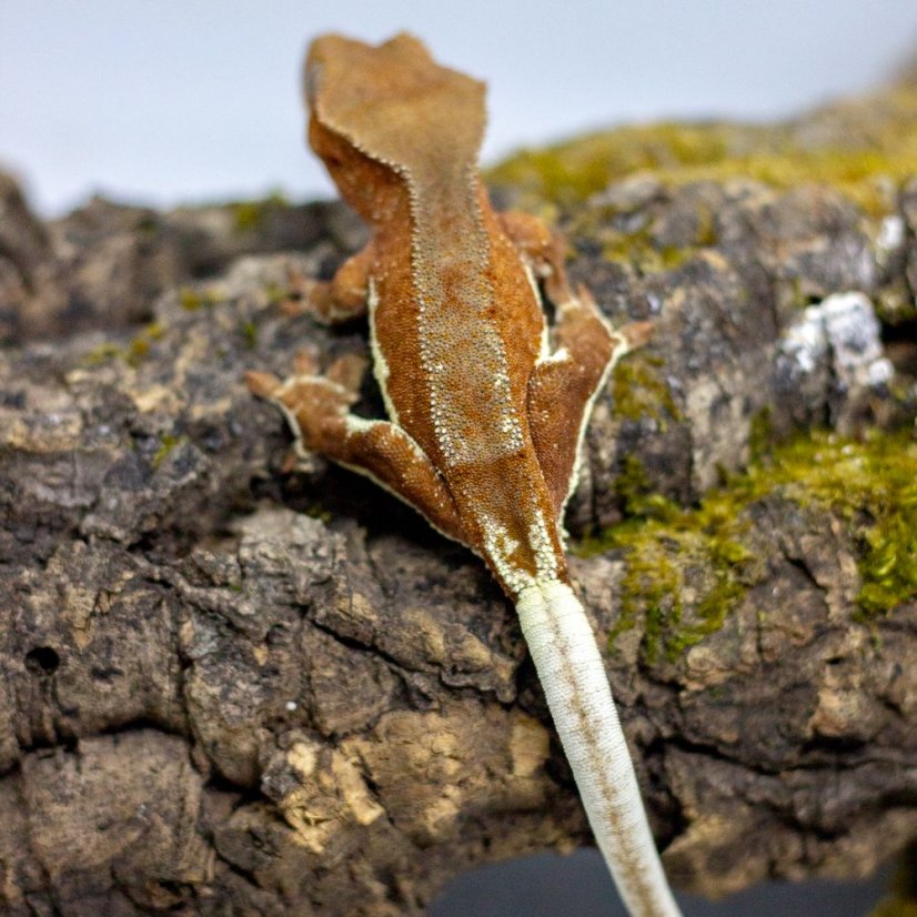 Pagekón riasnatý - XP109 (Correlophus ciliatus, samička)
