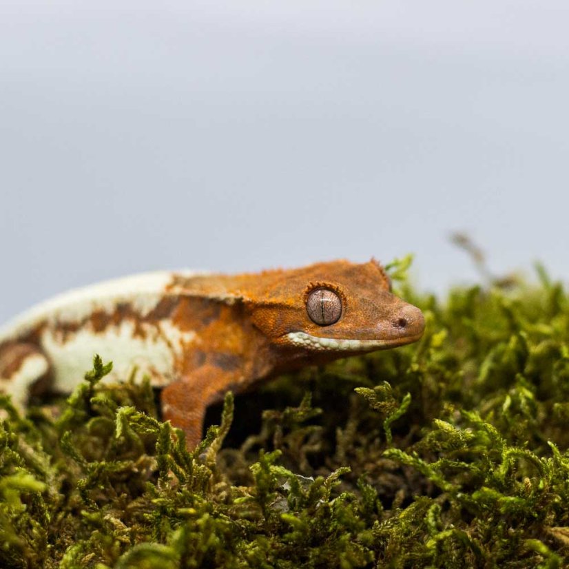 FRAPPUCINO - Pagekón riasnatý - XP214 (Correlophus ciliatus, samička)