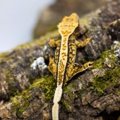 Pagekón riasnatý - XP093 (Correlophus ciliatus, samček)