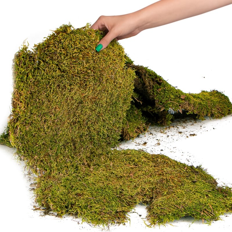 Přírodní mech 35×28 cm - Shadow Forest Moss