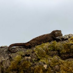 Pagekon machový/lišajníkovitý - M005 (Mniarogekko chahoua, samička)