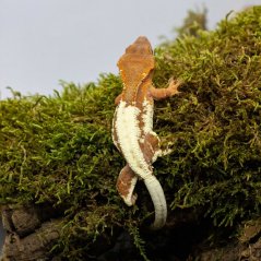 FRAPPUCINO - Pagekón řasnatý - XP214 (Correlophus ciliatus, samička)