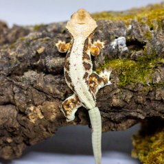 Pagekón riasnatý - XP101 (Correlophus ciliatus, samček)