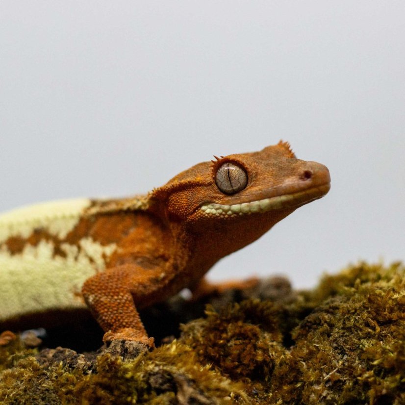 FRAPPUCINO - Pagekón riasnatý - XP214 (Correlophus ciliatus, samička)