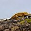 Pagekón riasnatý - XP092 (Correlophus ciliatus, samček)