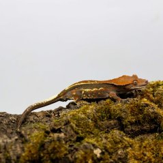 CAPPUCINO - Pagekón riasnatý - XP246 (Correlophus ciliatus, samička)