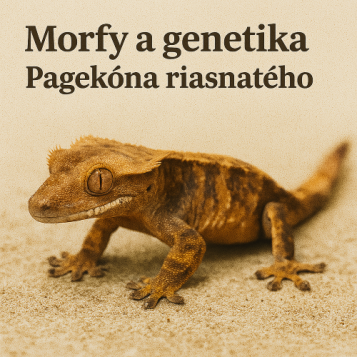 Morfy a genetika Pagekóna riasnatého