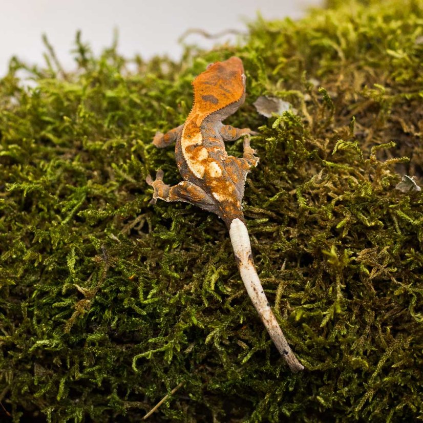 CAPPUCINO - Pagekón riasnatý - XP237 (Correlophus ciliatus, samička)