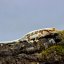 Pagekón riasnatý - XP099 (Correlophus ciliatus, samček)