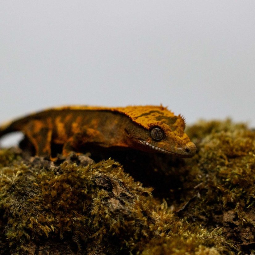 Pagekón riasnatý - XP253 (Correlophus ciliatus, samec)
