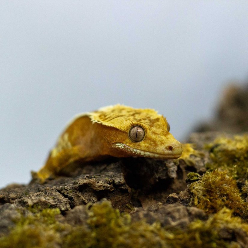 Pagekon řasnatý - XP233 (Correlophus ciliatus, samička)