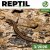 REPTIL magazín - tištěný teraristický časopis 3/2026