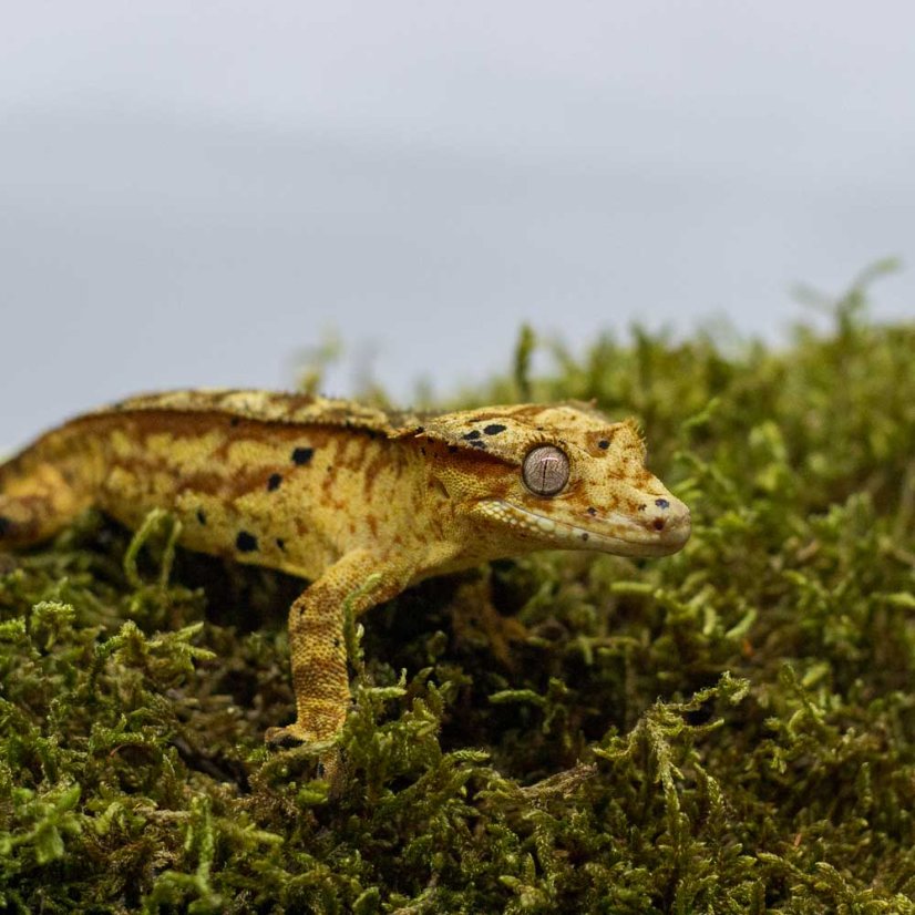 Pagekón riasnatý - XP179 (Correlophus ciliatus, samček)
