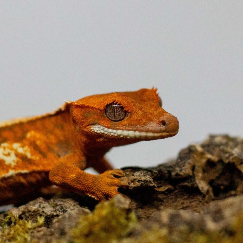 CAPPUCINO - Pagekón řasnatý - XP258 (Correlophus ciliatus, samička)