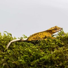 Pagekón riasnatý - XP235 (Correlophus ciliatus, samček)