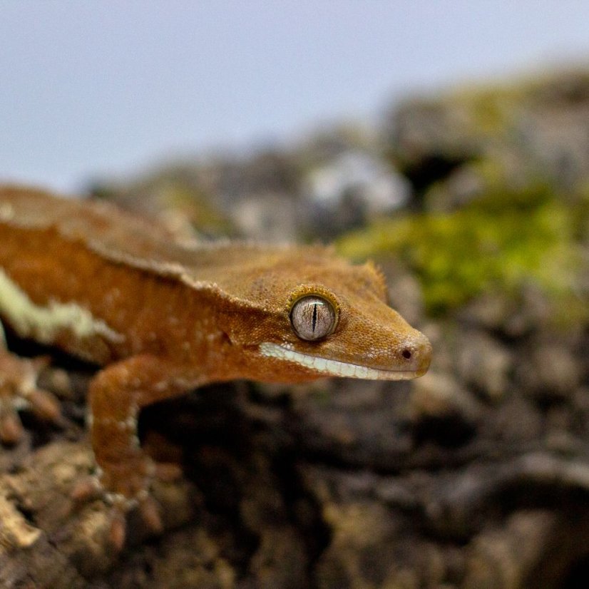 Pagekón riasnatý - XP109 (Correlophus ciliatus, samička)