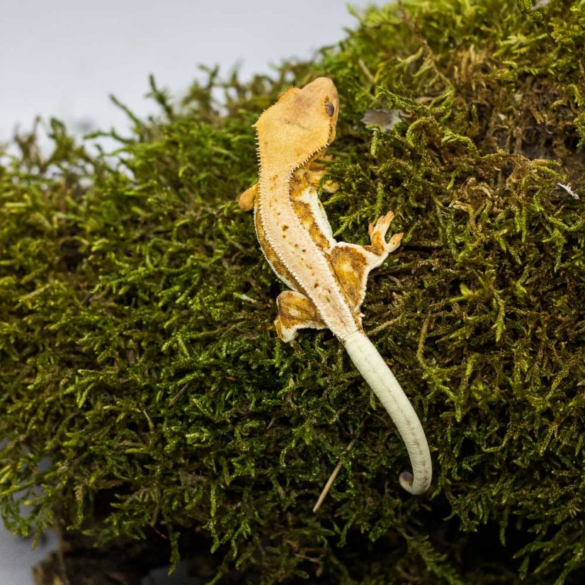 Lilly White - Pagekón riasnatý - XP232 (Correlophus ciliatus, samček)
