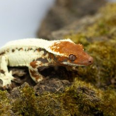 FRAPPUCINO - Pagekón řasnatý - XP239 (Correlophus ciliatus, samička)