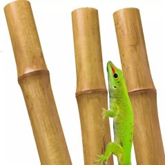 BioBamboo Stick – bambusová tyčka do terária 60 cm