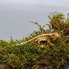 Pagekon řasnatý - XP244 (Correlophus ciliatus, sameček)