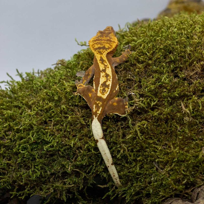 Pagekón riasnatý - XP176 (Correlophus ciliatus, samička)