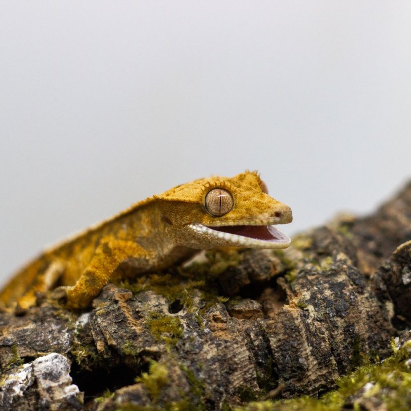 Pagekón riasnatý - XP076 (Correlophus ciliatus, samička)