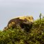 Pagekón riasnatý - XP190 (Correlophus ciliatus, samička)