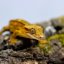 Pagekón riasnatý - XP112 (Correlophus ciliatus, samček)