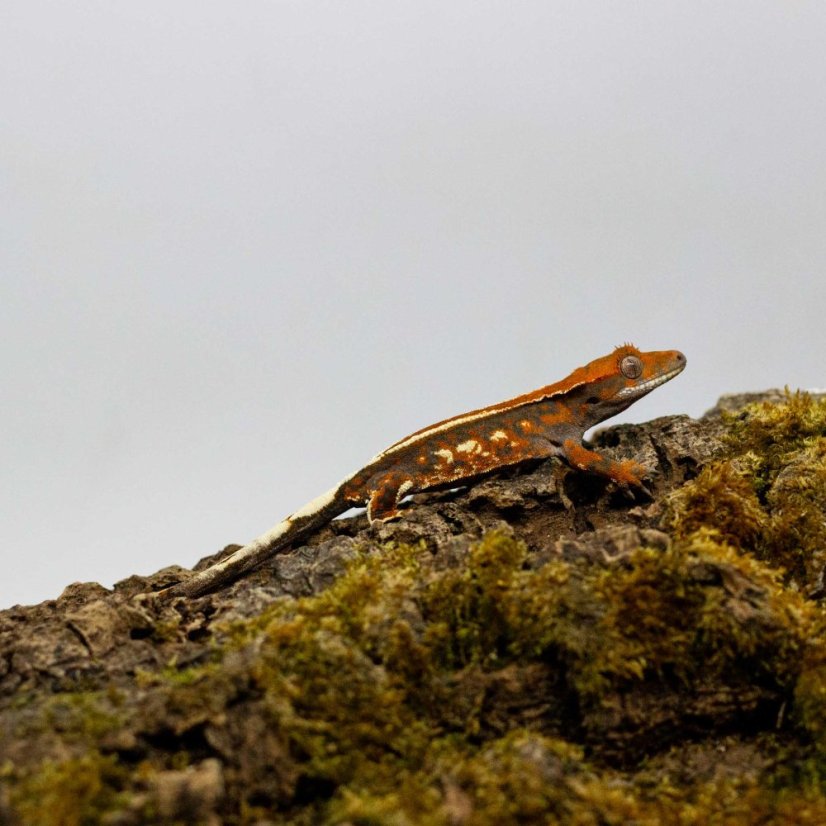 CAPPUCINO - Pagekón riasnatý - XP256 (Correlophus ciliatus, samička)