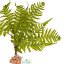 Umelá papraď do terária Terrario – 32 × 15 × 32 cm