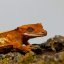 CAPPUCINO - Pagekón řasnatý - XP258 (Correlophus ciliatus, samička)