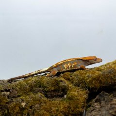 CAPPUCINO - Pagekón řasnatý - XP229 (Correlophus ciliatus, samička)