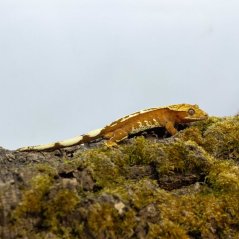 Pagekón riasnatý - XP240 (Correlophus ciliatus, samček)