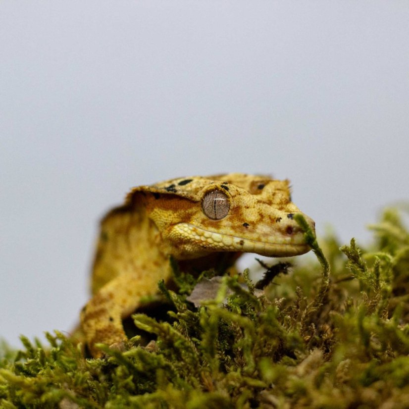 Pagekon řasnatý - XP179 (Correlophus ciliatus, sameček)