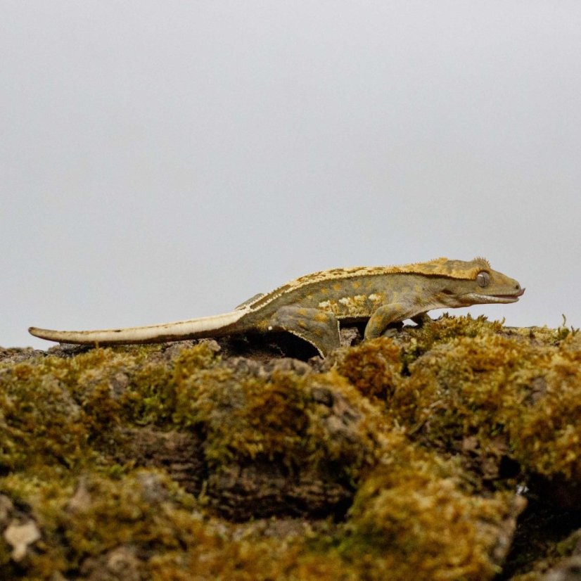 Pagekón řasnatý - XP251 (Correlophus ciliatus, samec)