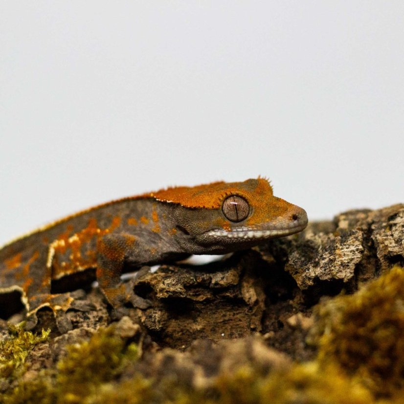 CAPPUCINO - Pagekón řasnatý - XP257 (Correlophus ciliatus, samec)