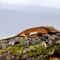 Pagekón riasnatý - XP105 (Correlophus ciliatus, samček)