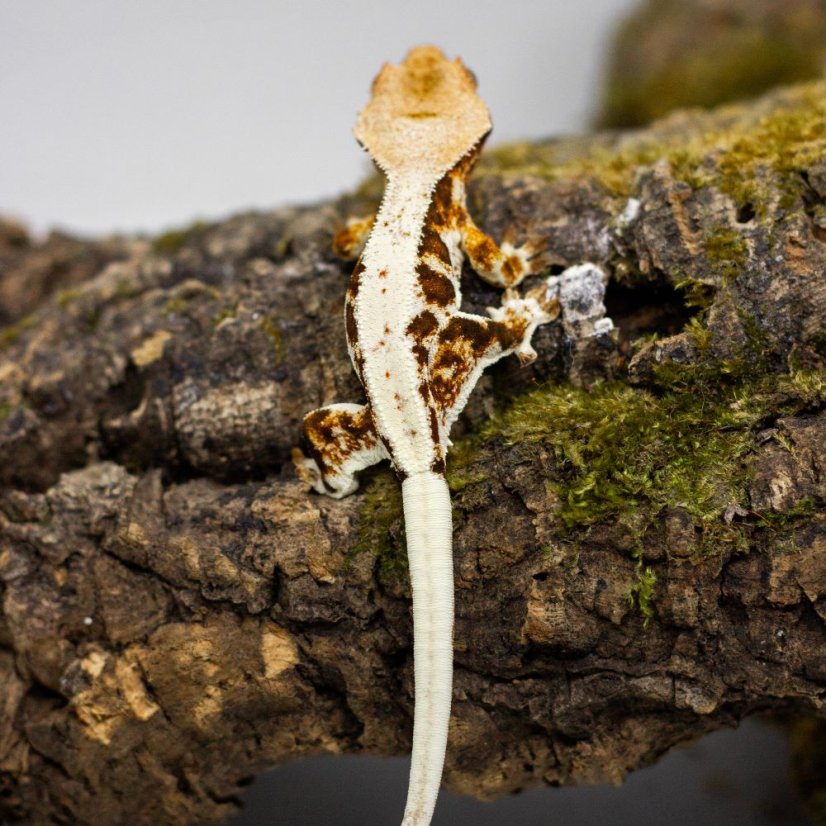 Pagekón riasnatý - XP101 (Correlophus ciliatus, samček)