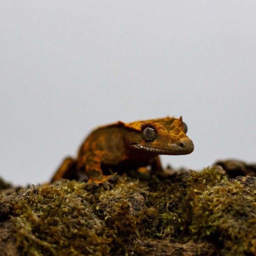 Pagekón riasnatý - XP253 (Correlophus ciliatus, samec)